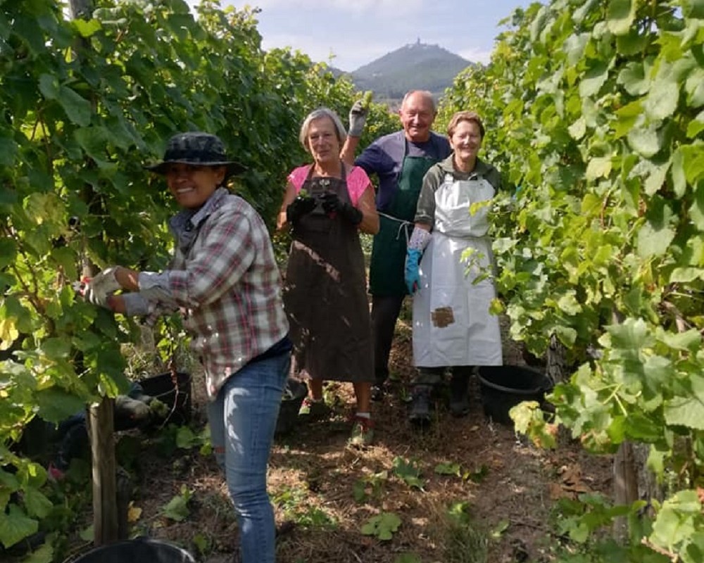 C’est parti pour les vendanges 2019!